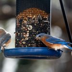 独特火锅炖兔仔体验,私人订制美味之旅 fzokelprg