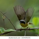 深入探讨香港美元符号的历史与文化意义 vlgcq7