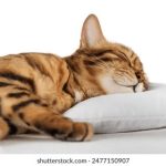 深入解析'yuyy'的含义及其使用场景 x76m5y76