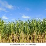 磁力帝搜索资源引擎:轻松获取海量资源的最佳选择与使用指南 drewj06h