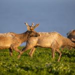 磁力熊猫下载:轻松获取最新影视资源的利器 qdfx85